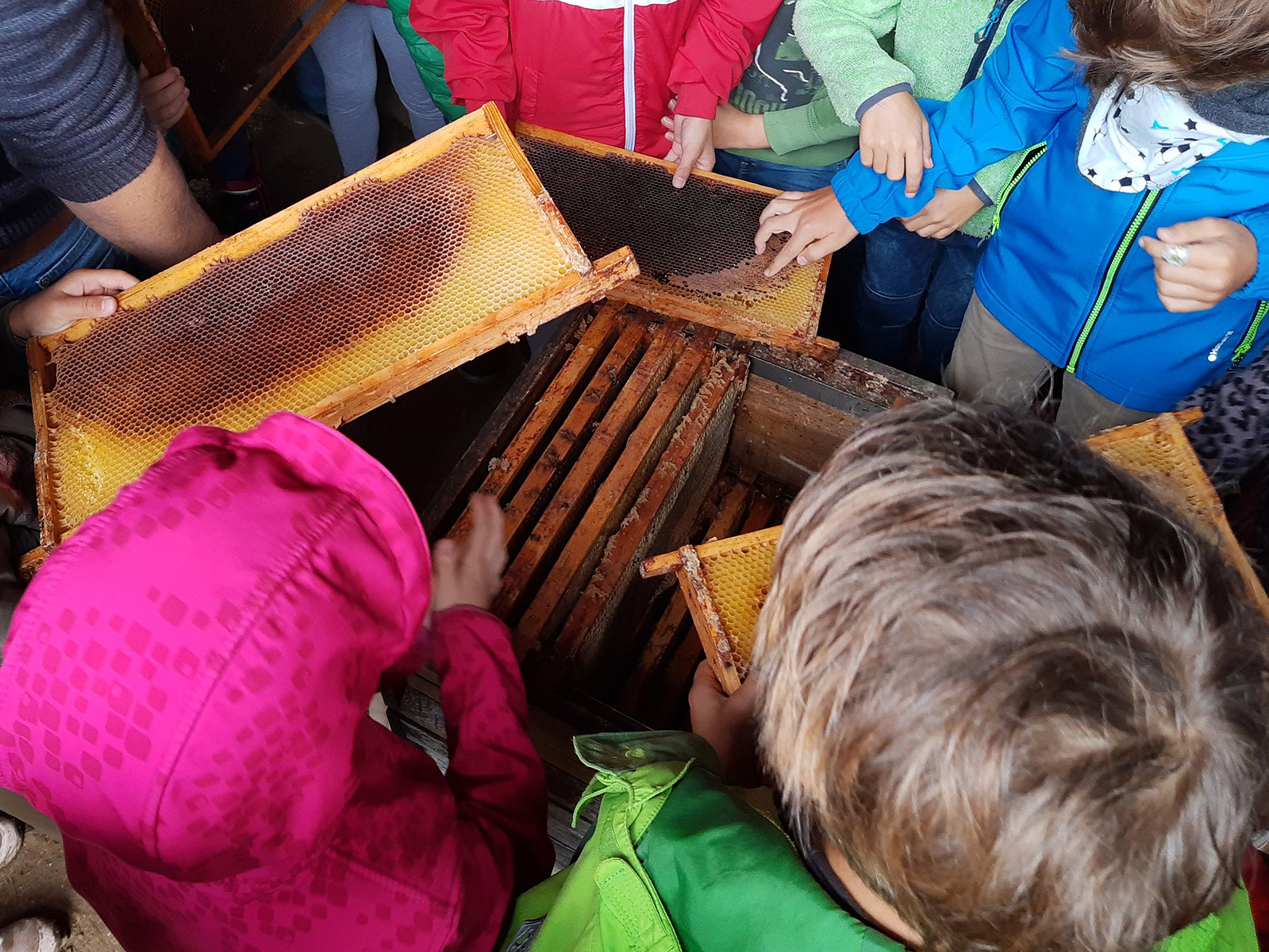 Besuch der Bienenweide