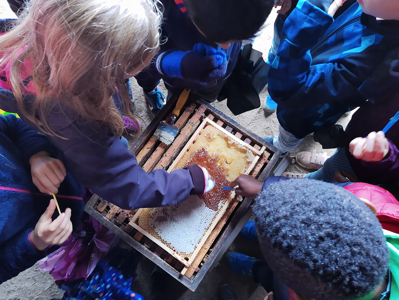 Besuch der Bienenweide