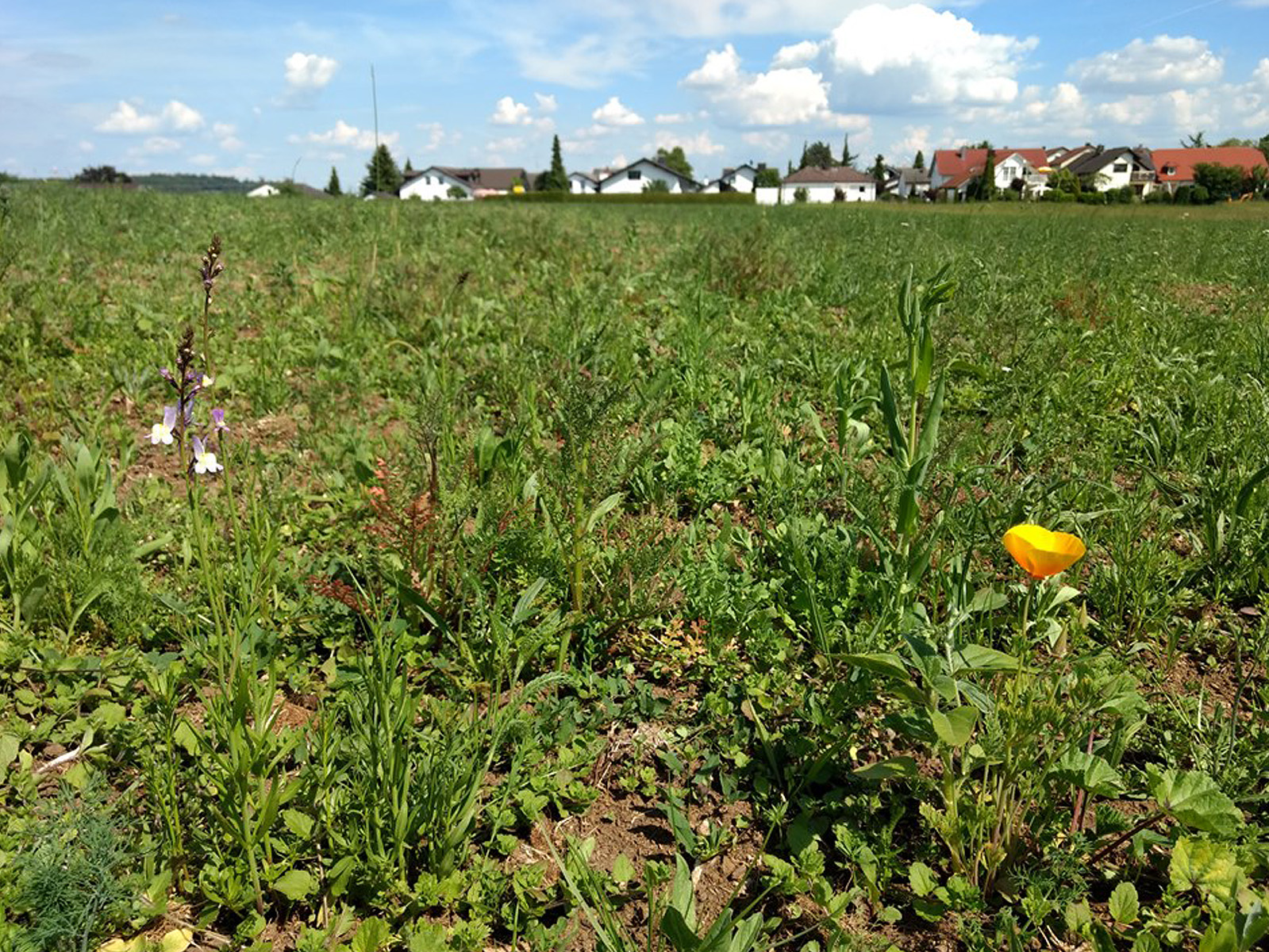 Die ersten Blumen blühen