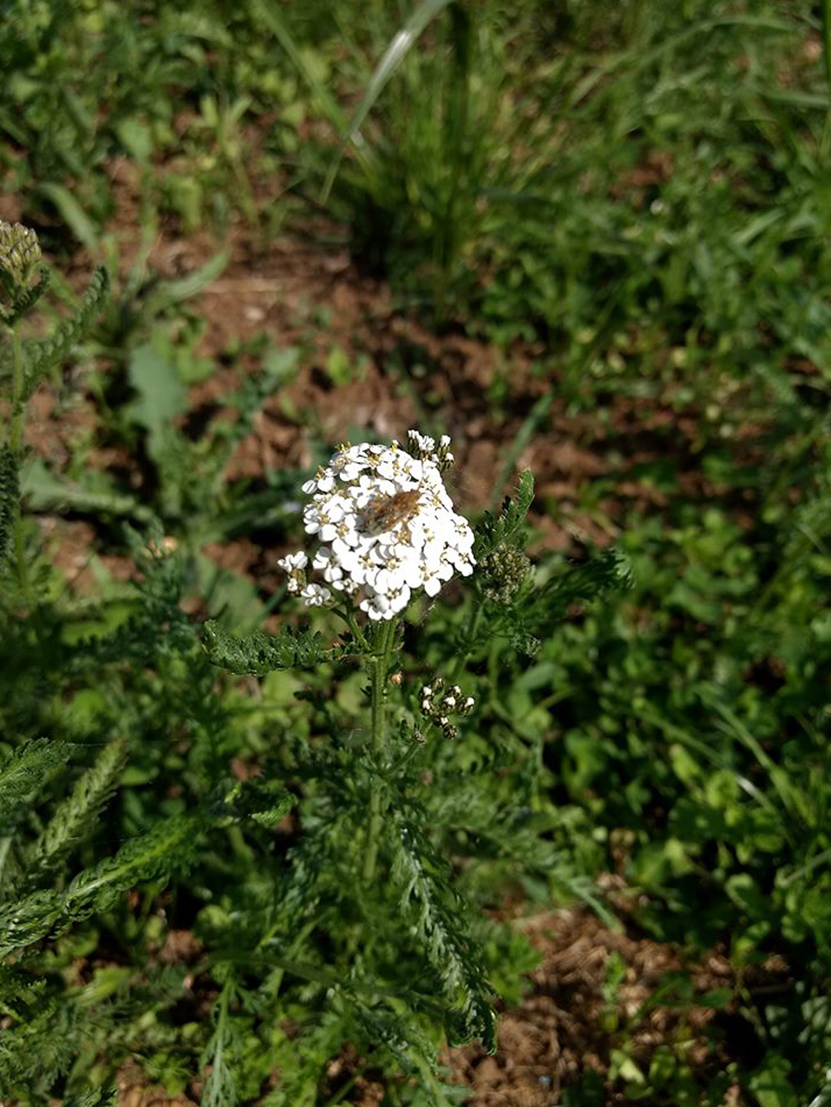 Die ersten Blumen blühen