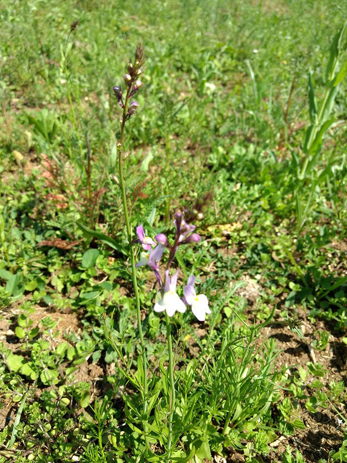 Die ersten Blumen blühen