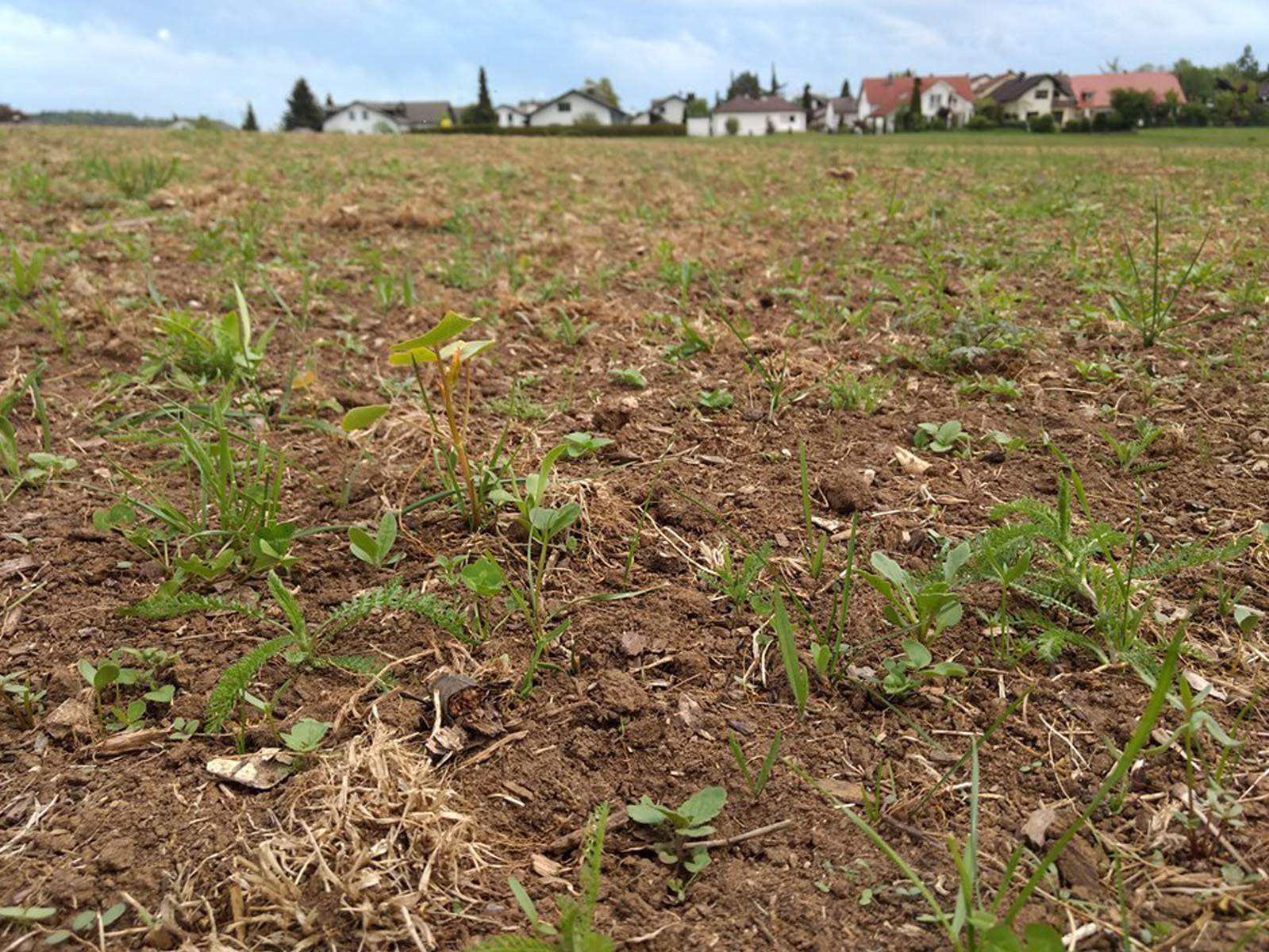 Blumen und Kräuter