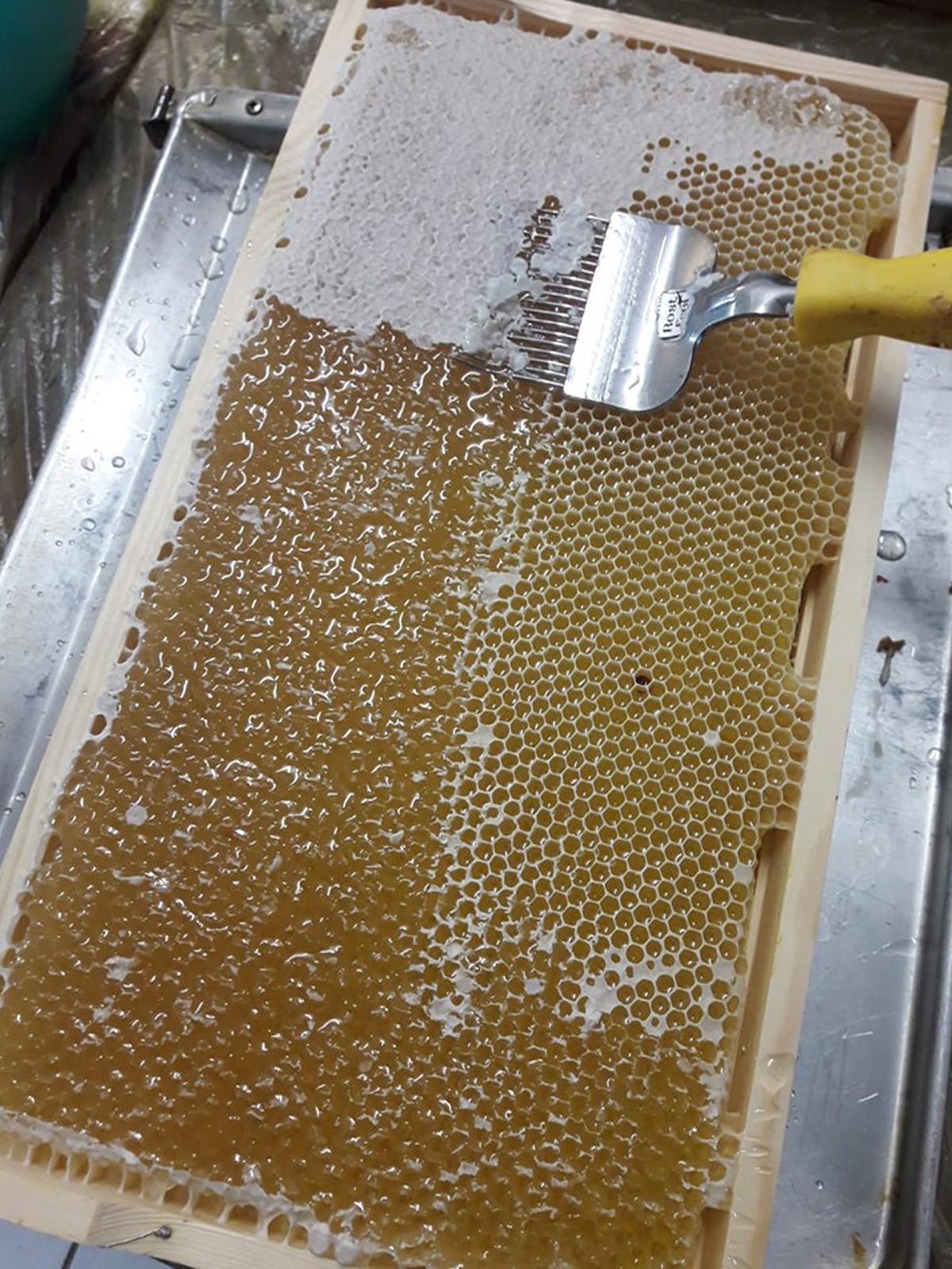 Die erste Honigernte