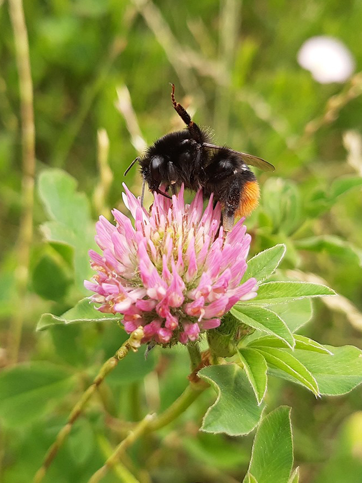 Gruß von der Bienenweide