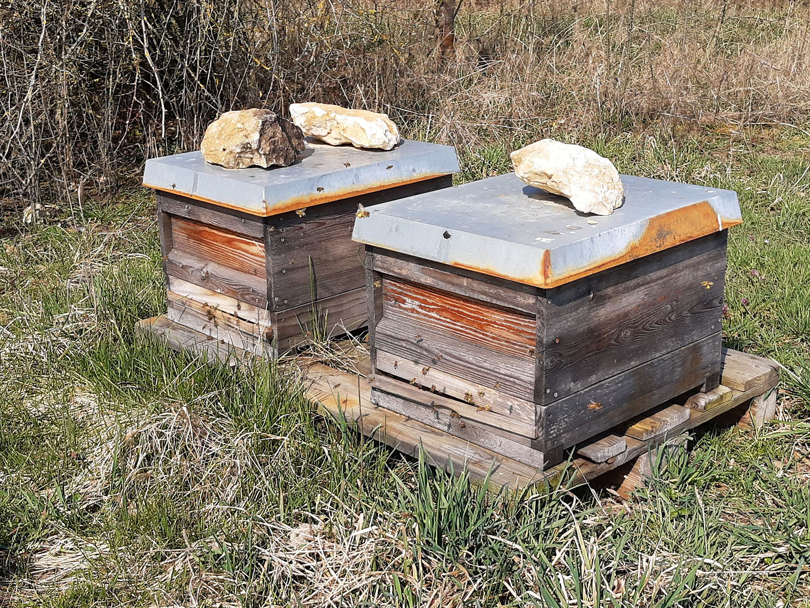 Fleißige Bienen