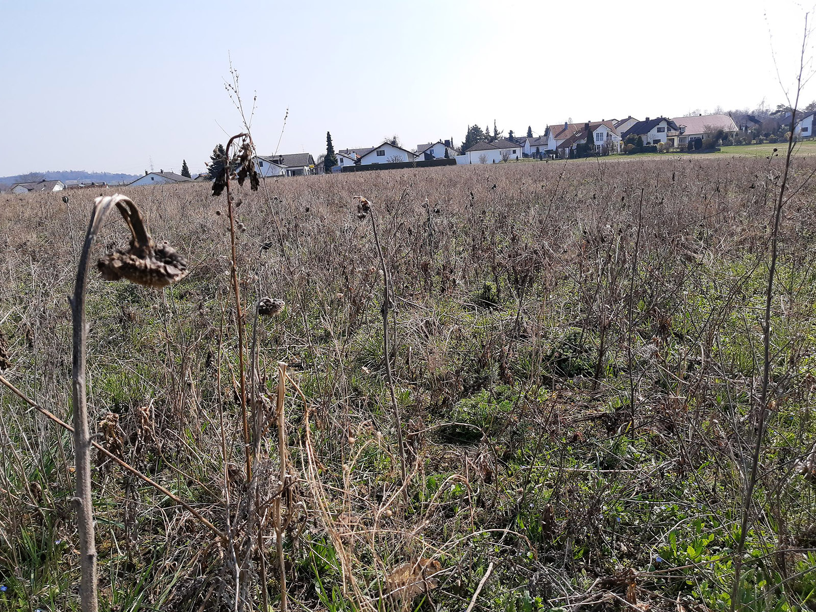 Fleißige Bienen