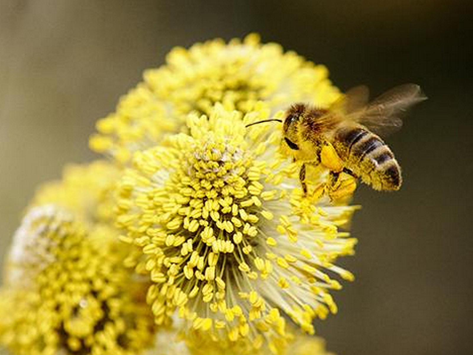Lebensgrundlage für Bienen