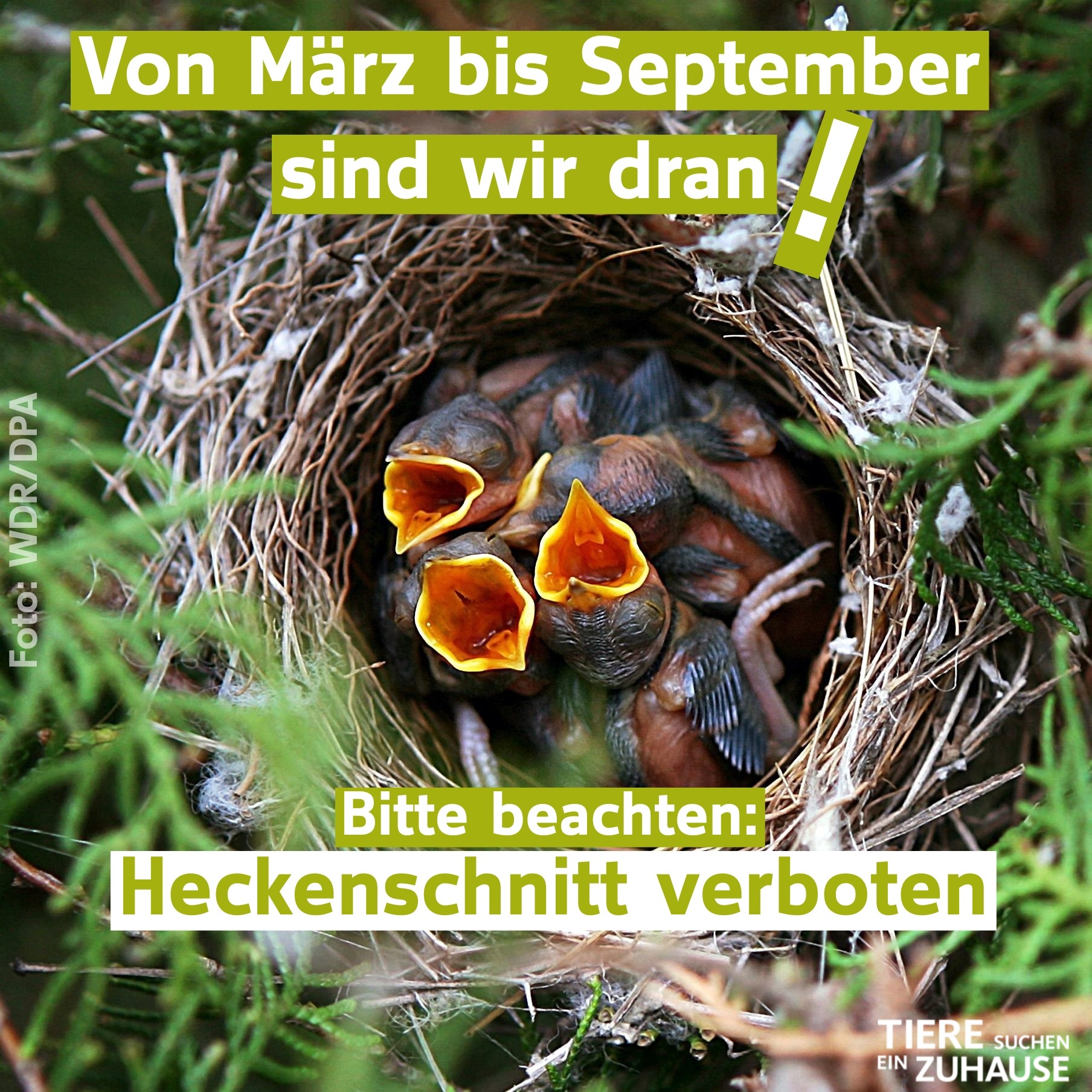 Vogelschutzzeit