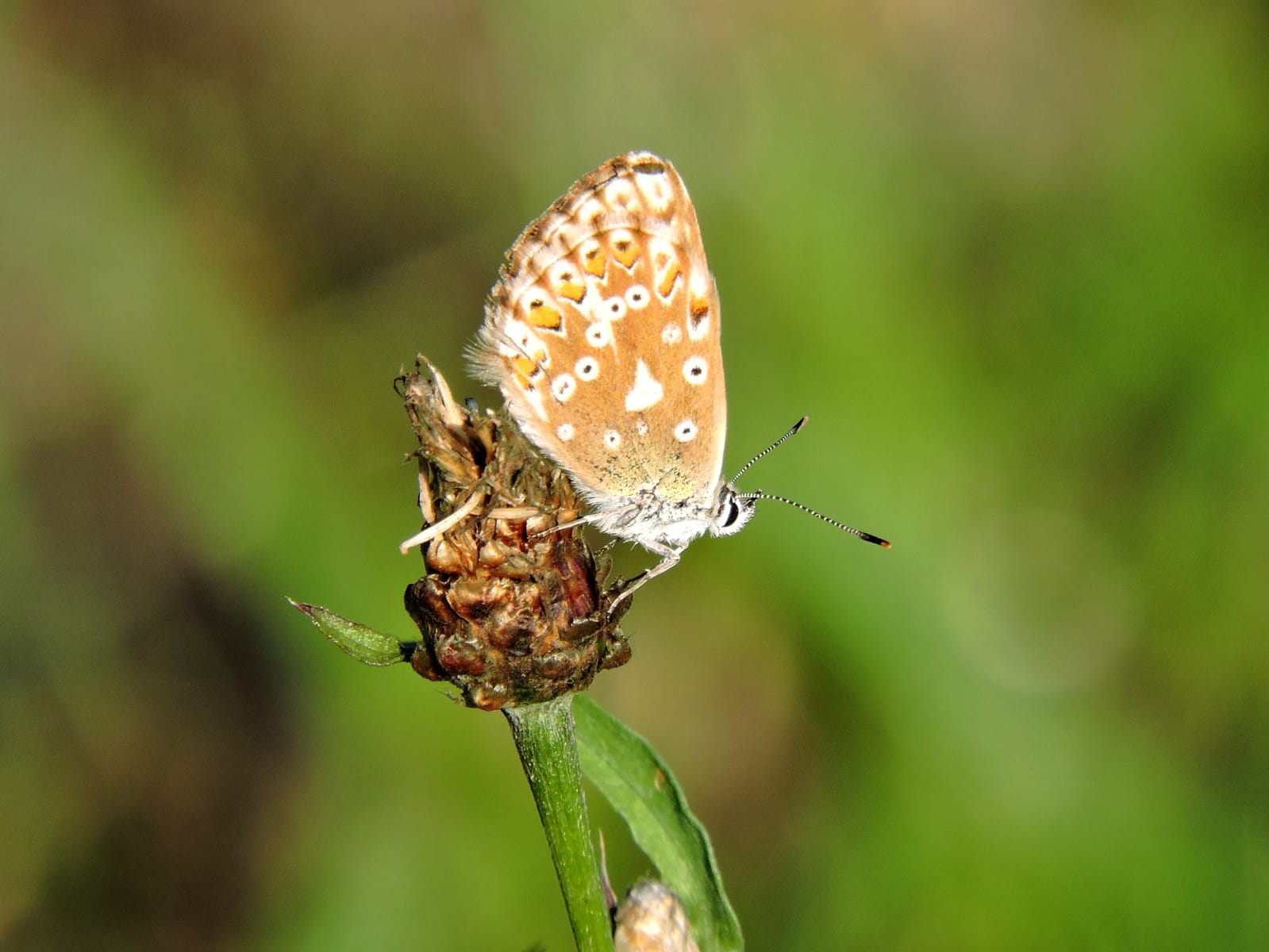 Bläuling (Schmetterling)