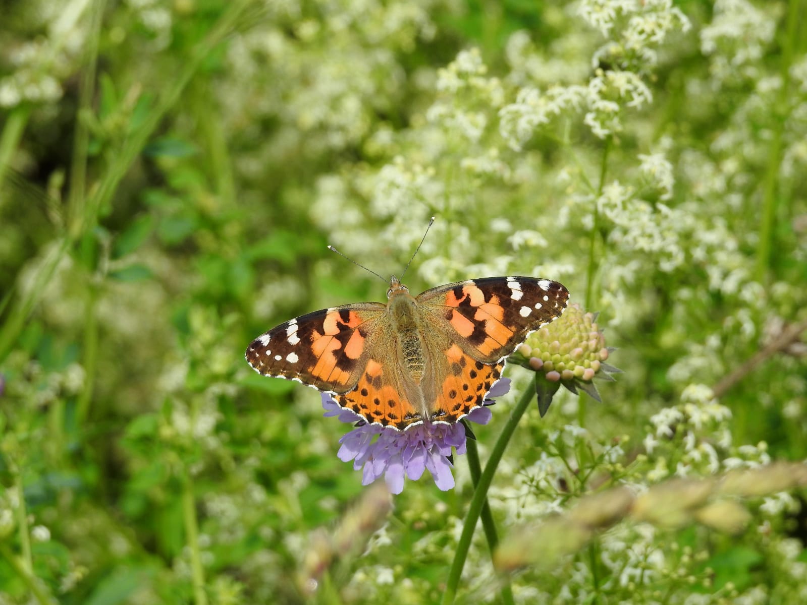 Distelfalter (Schmetterling)