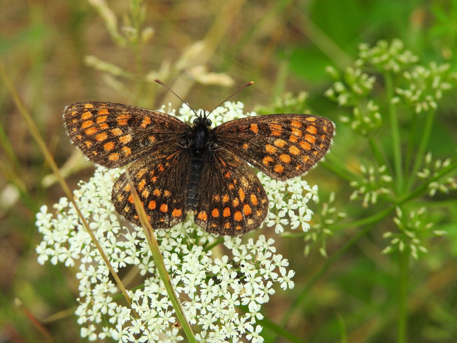 Ehrenpreis Scheckenfalter (Schmetterling)