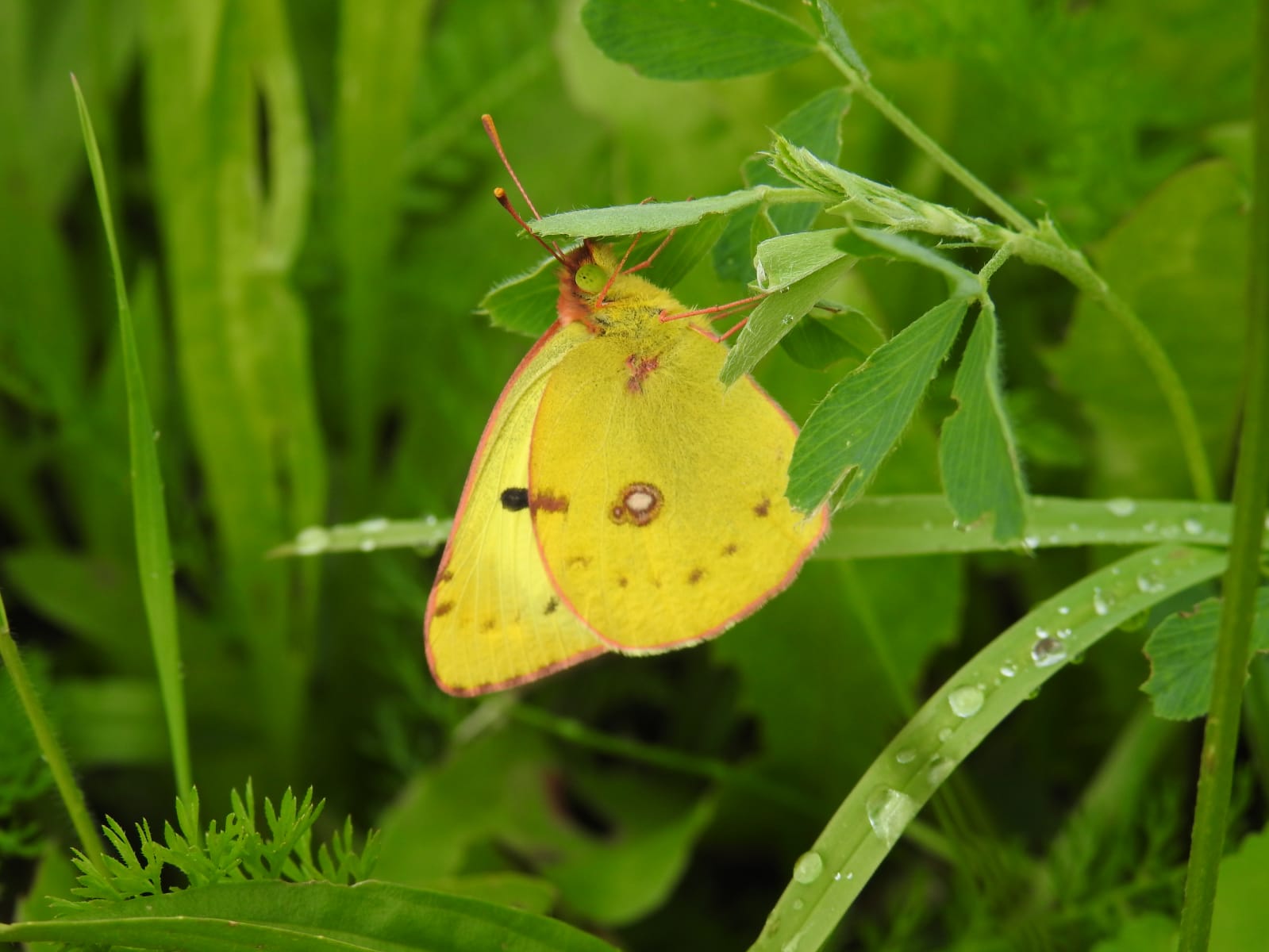 Goldene Acht (Schmetterling)