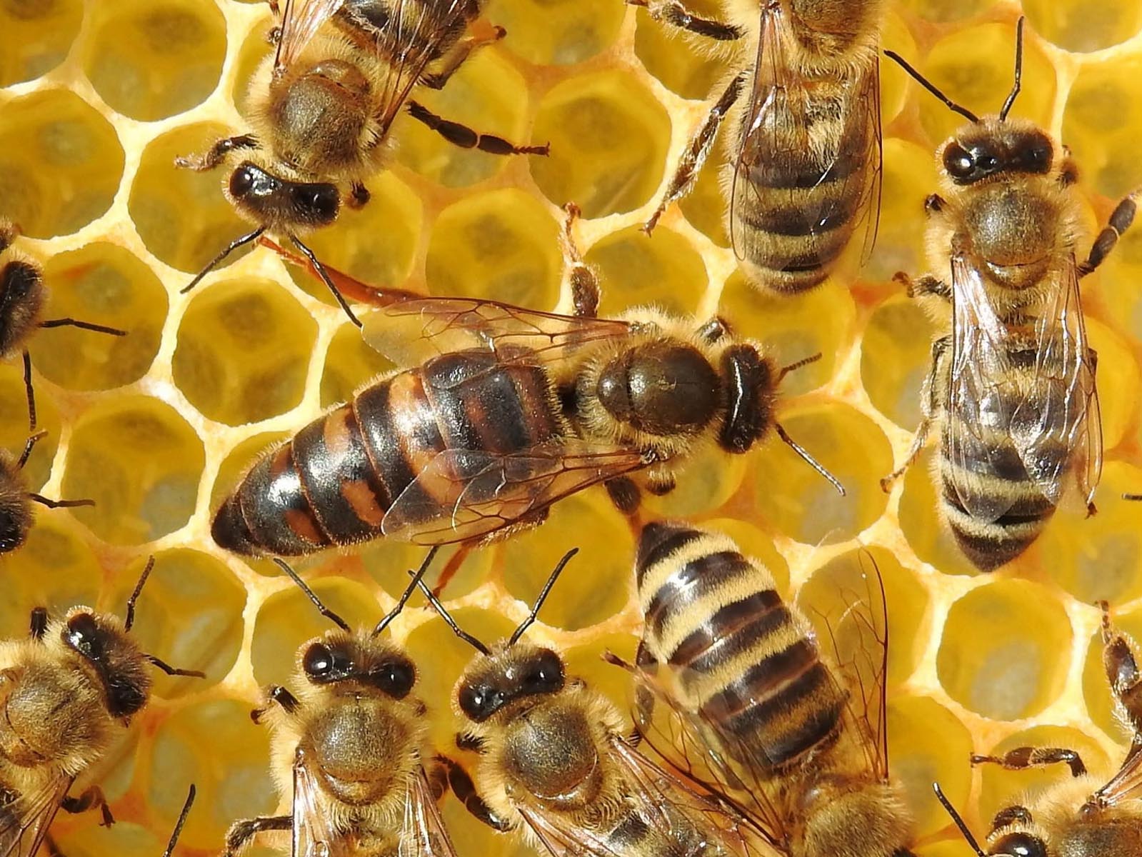 Honigbienen & Königin