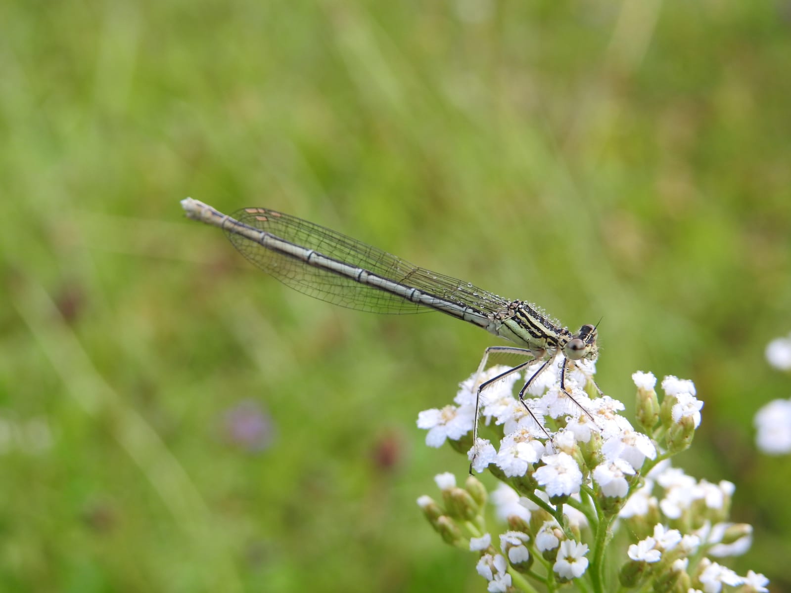 Hufeisenzaunjungfer (Libelle)