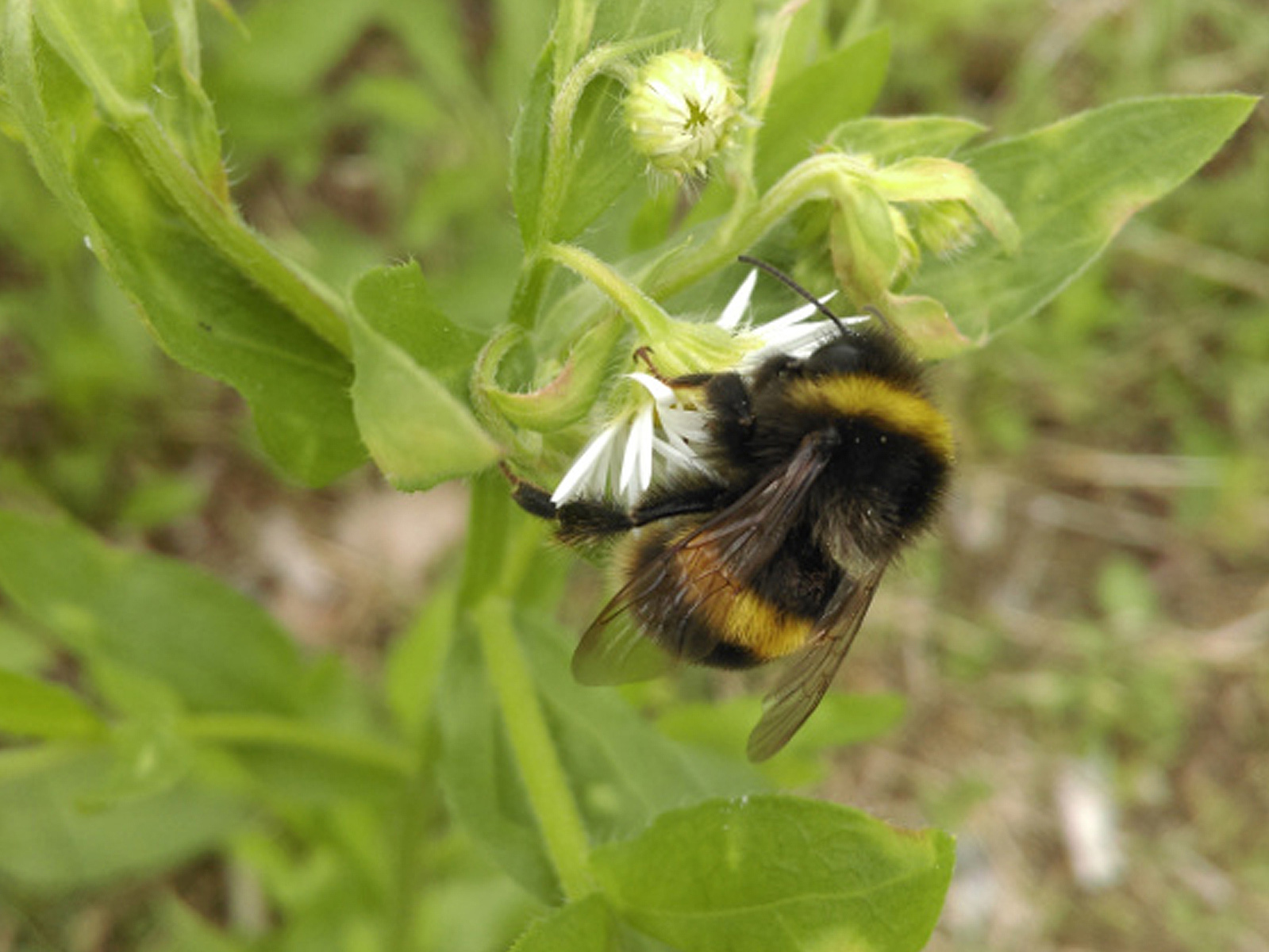 Hummel