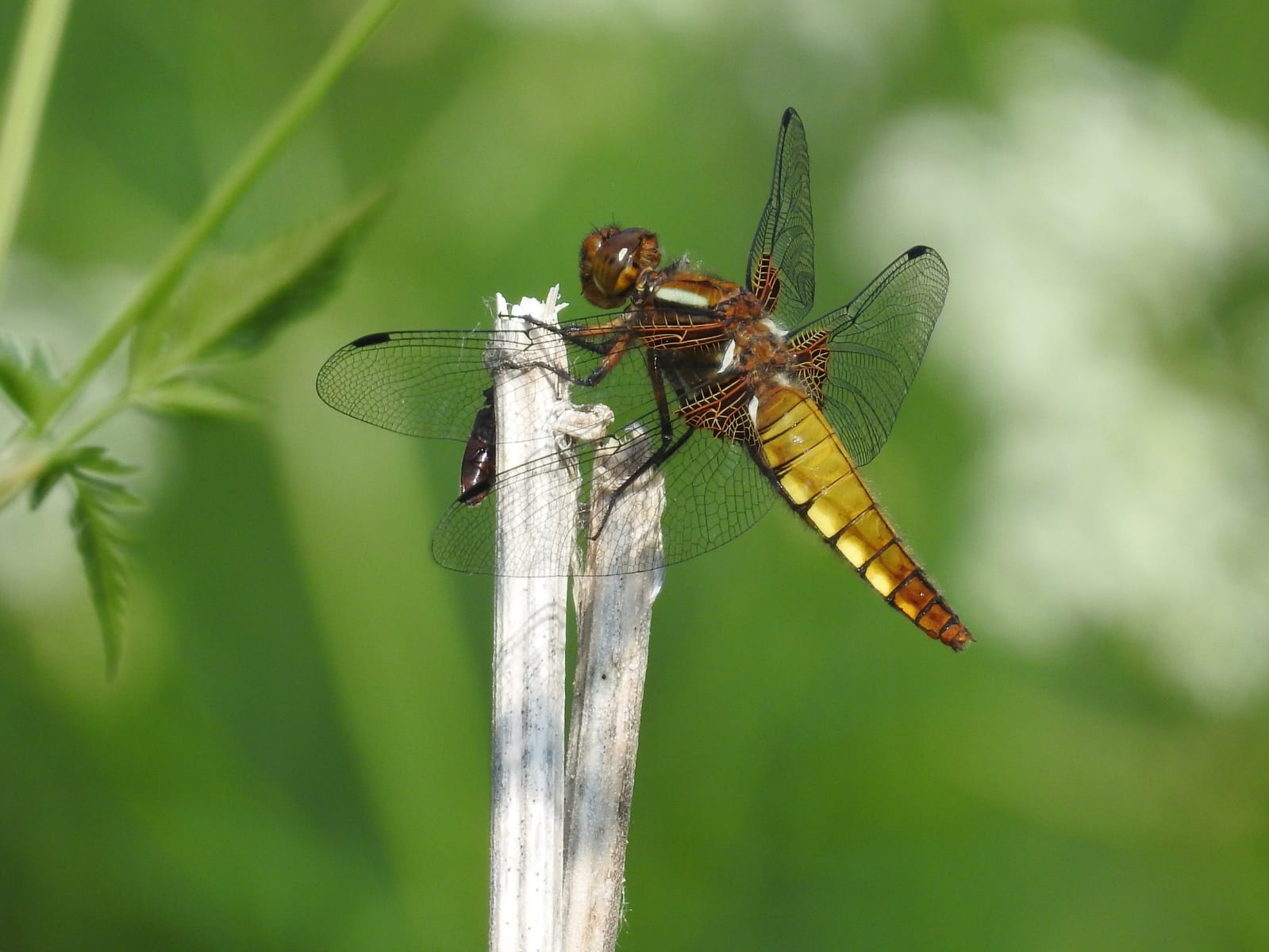 Plattbauch (Libelle)