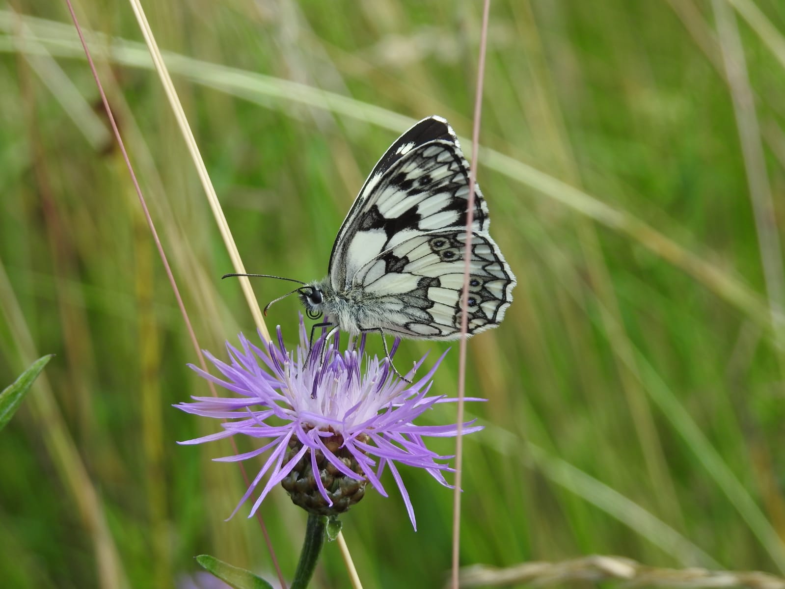 Schachbrett (Schmetterling)