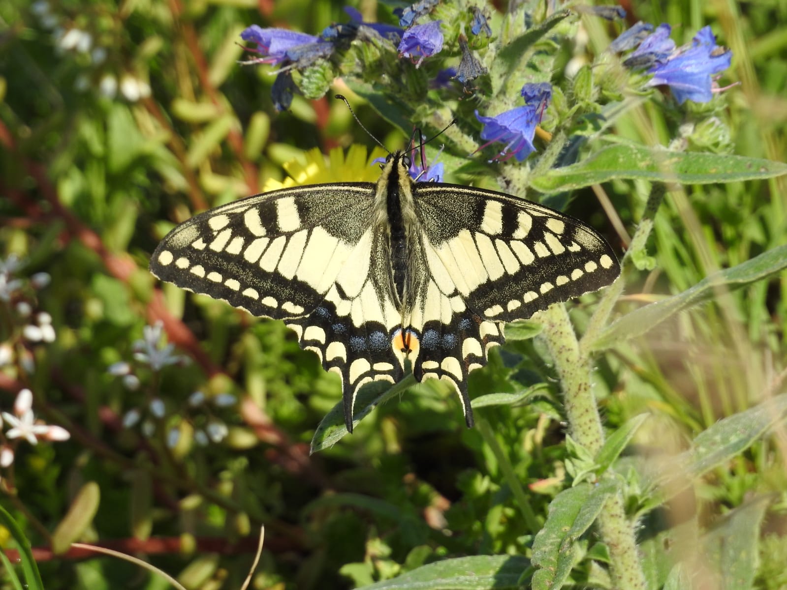 Schwalbenschwanz (Schmetterling)