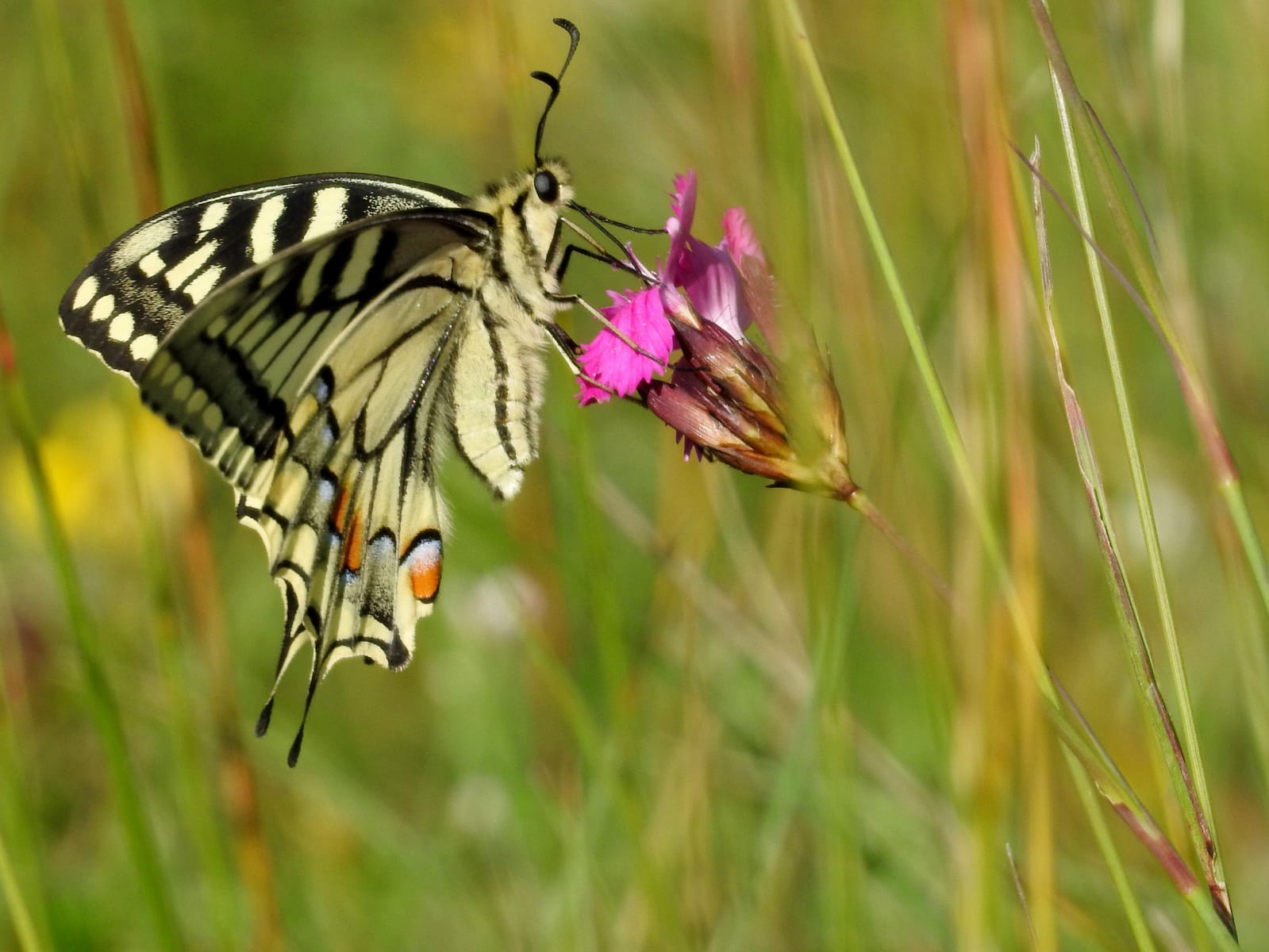 Schwalbenschwanz (Schmetterling)