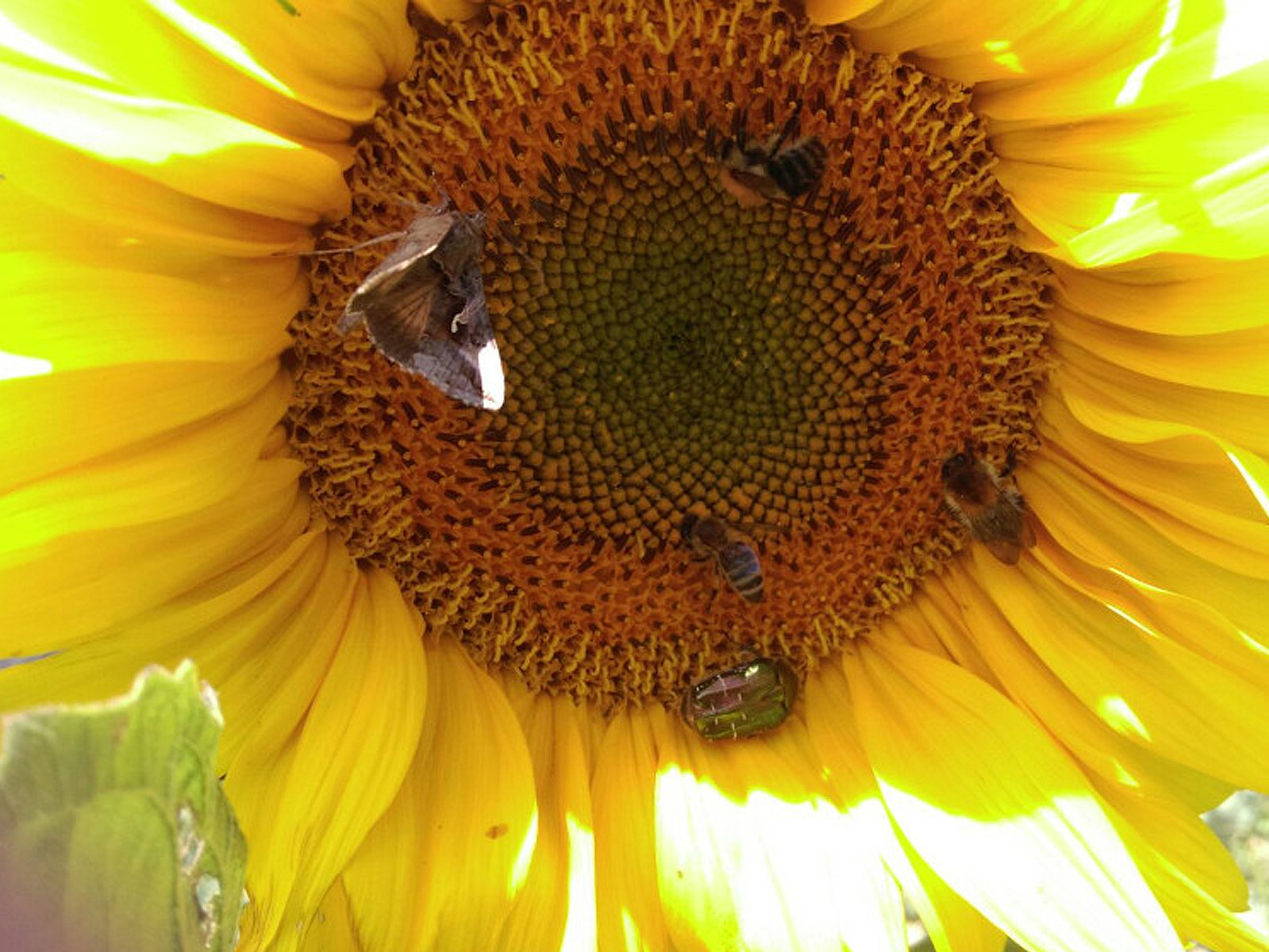 Sonnenblume mit verschiedenen Insekten