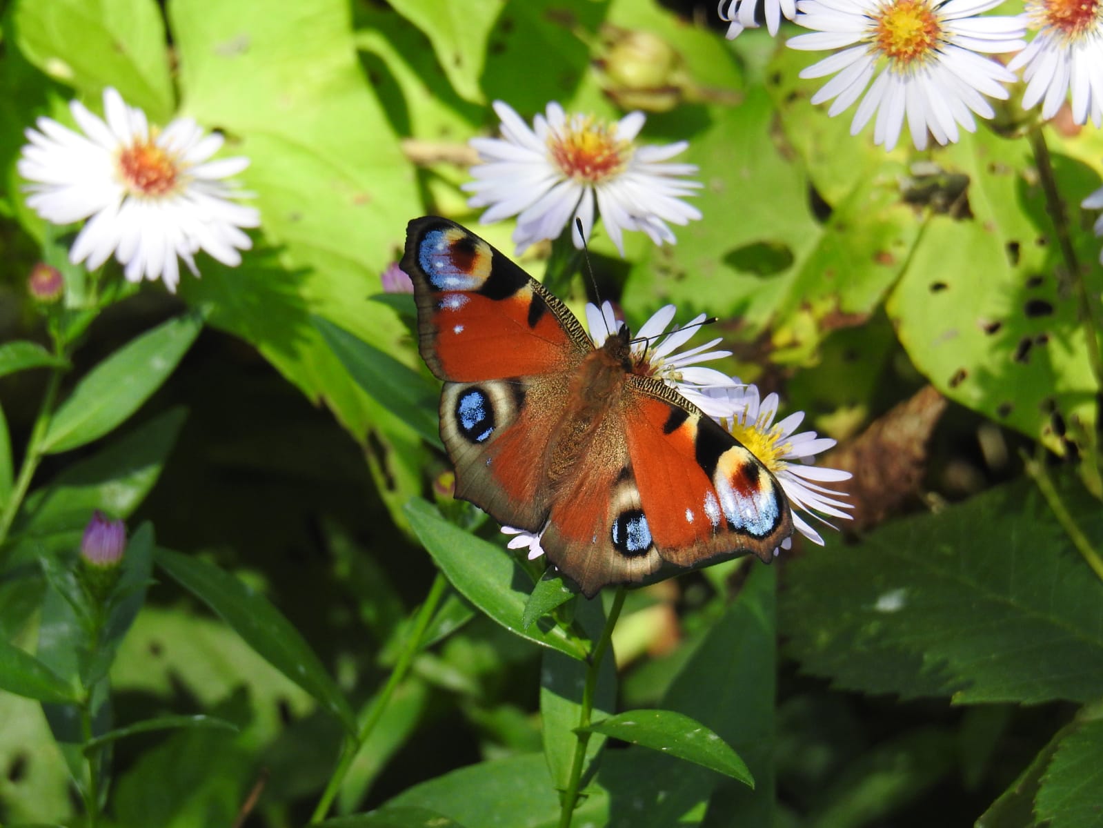 Tagpfauenauge (Schmetterling)